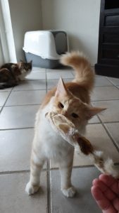 aktivering af kat- kattepasning